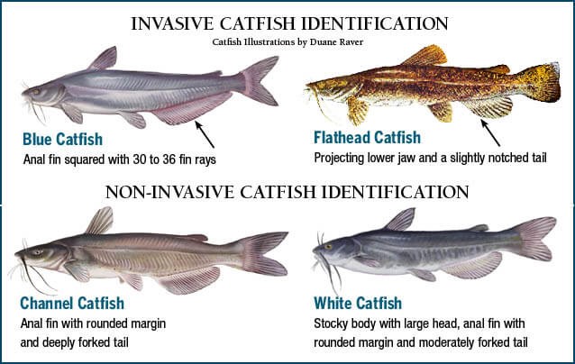 Types Of Catfish 11 Is Actually Super Cute