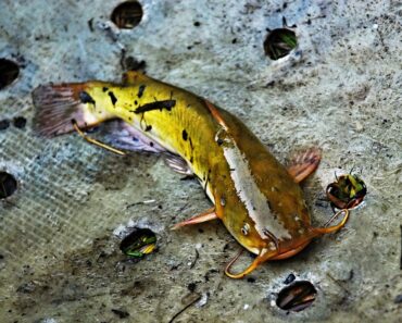 Types of Catfish (#11 Is Actually Super Cute) Types of Catfish (#11 Is Actually Super Cute)