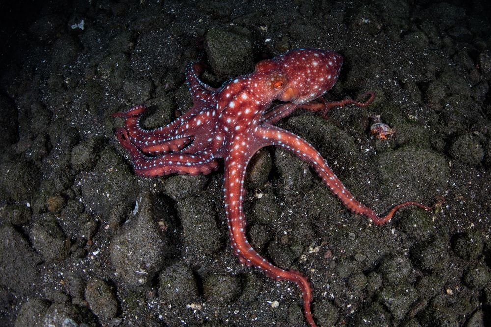 Capricorn Octopus