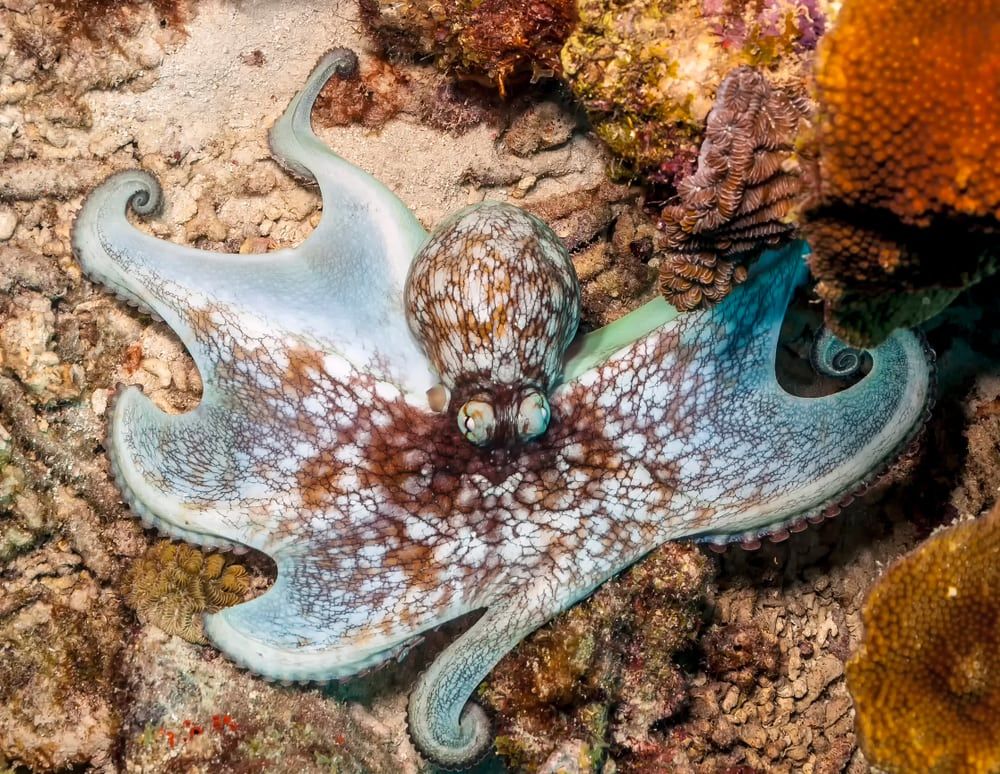 Lilliput Longarm Octopus