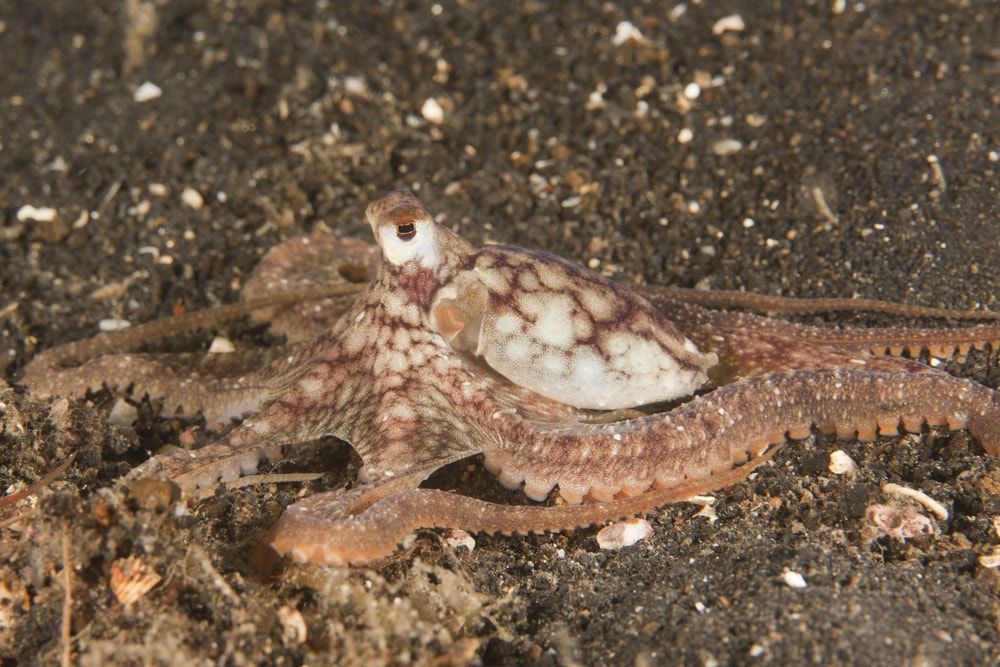 Sandbird Octopus