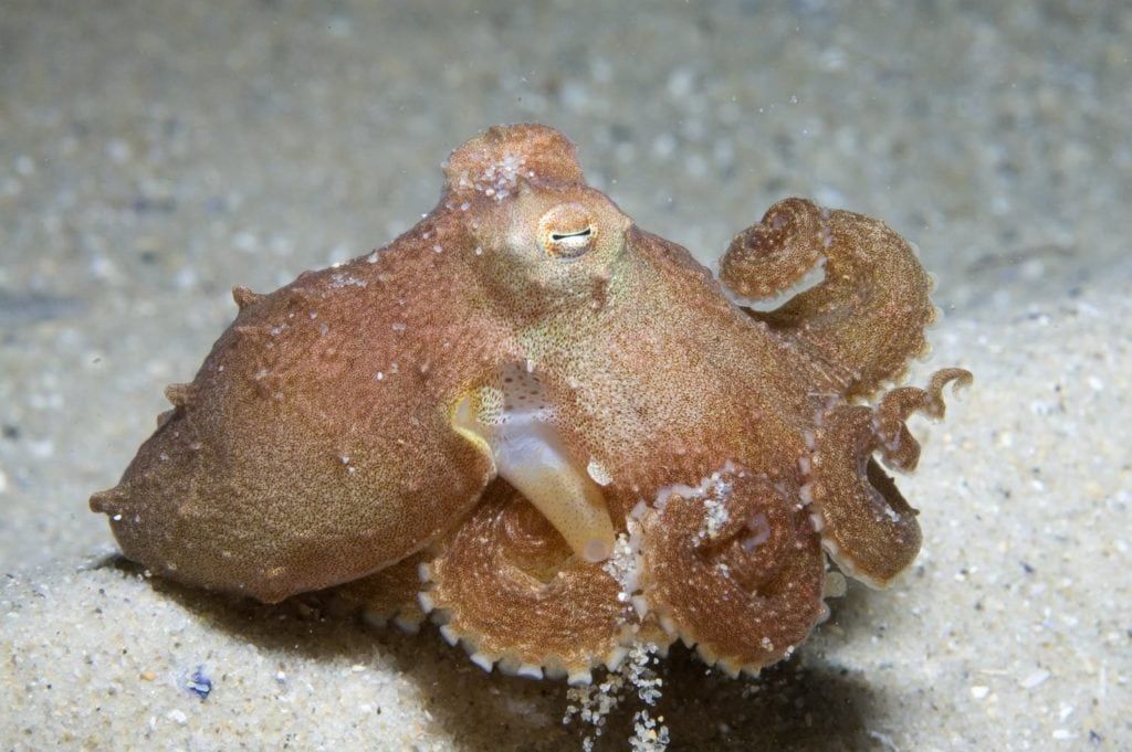 Southern Keeled Octopus